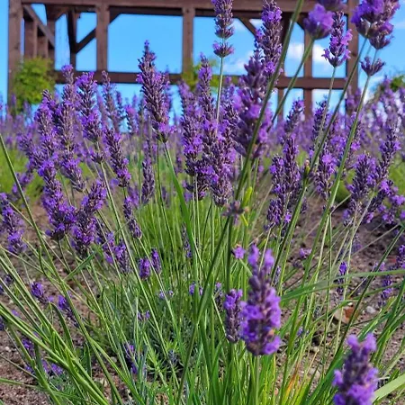 Lawendowy Zakatek Machowino- Beate *