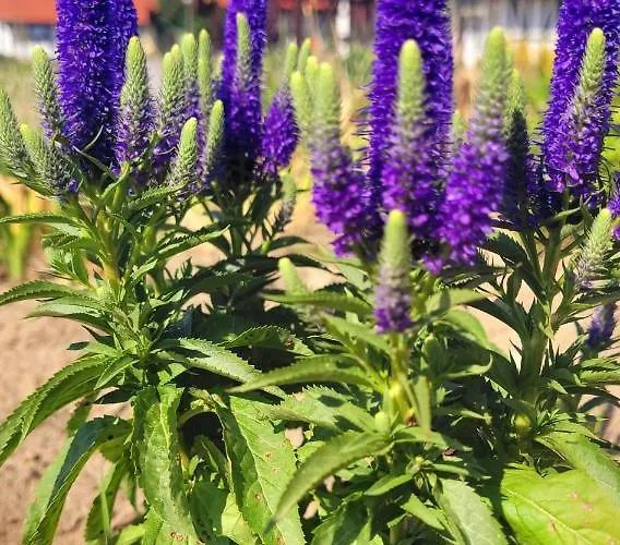 Lawendowy Zakatek Machowino- Beate Дом отдыха Устка